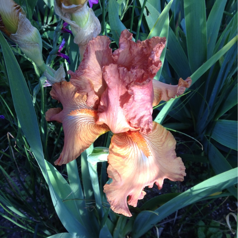 Iris x germanica Copper Classic in the GardenTags plant encyclopedia Bearded Iris Copper Classic (Tall) in the GardenTags plant encyclopedia