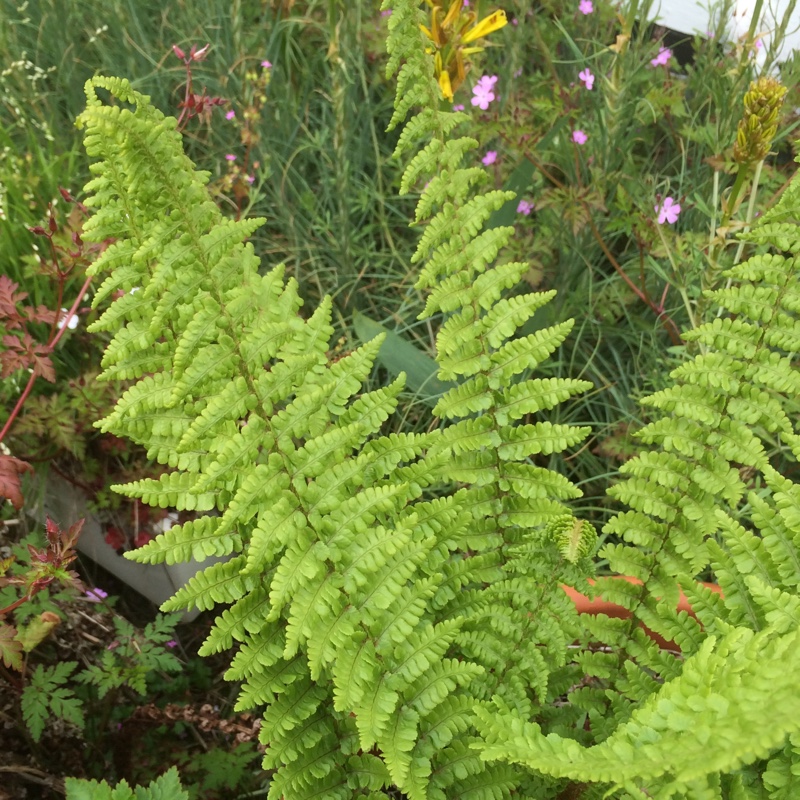 Dryopteris x complexa Stableri in the GardenTags plant encyclopedia Narrow Hybrid Golden-scaled Male Fern in the GardenTags plant encyclopedia