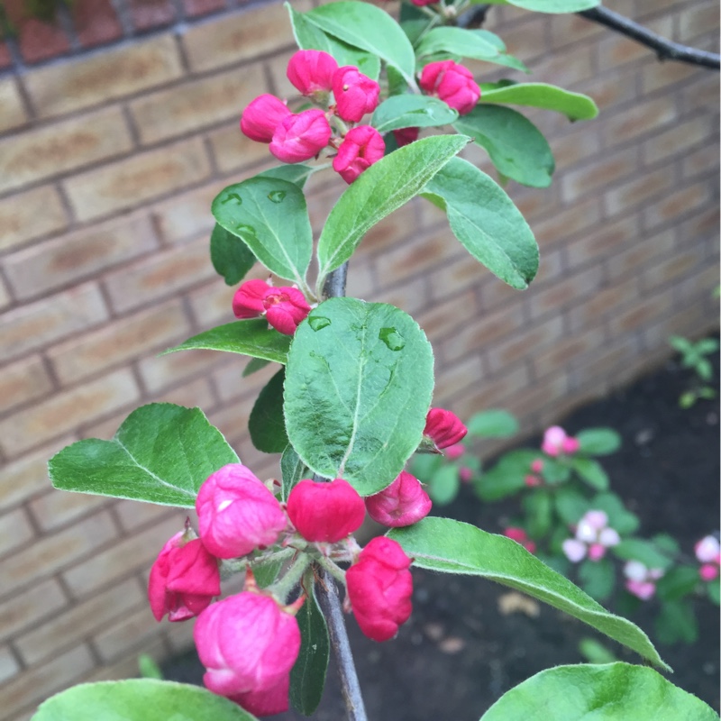 Malus Gorgeous in the GardenTags plant encyclopedia Crab Apple Gorgeous in the GardenTags plant encyclopedia