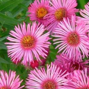 Aster novae-angliae Barrs Pink in the GardenTags plant encyclopedia New England Aster Barrs Pink in the GardenTags plant encyclopedia