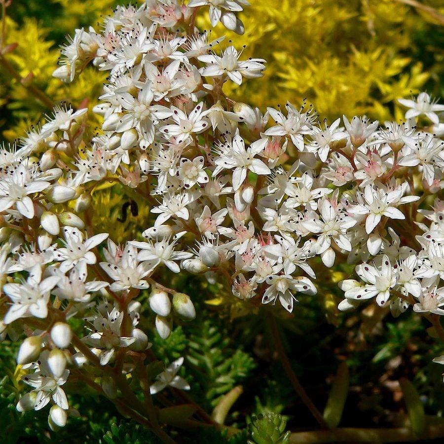 Sedum Album in the GardenTags plant encyclopedia Sedum Coral Carpet in the GardenTags plant encyclopedia