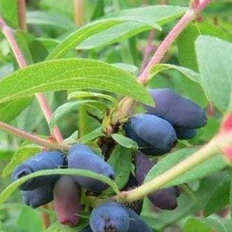Lonicera caerulea var. kamtschatica in the GardenTags plant encyclopedia Honeyberry in the GardenTags plant encyclopedia