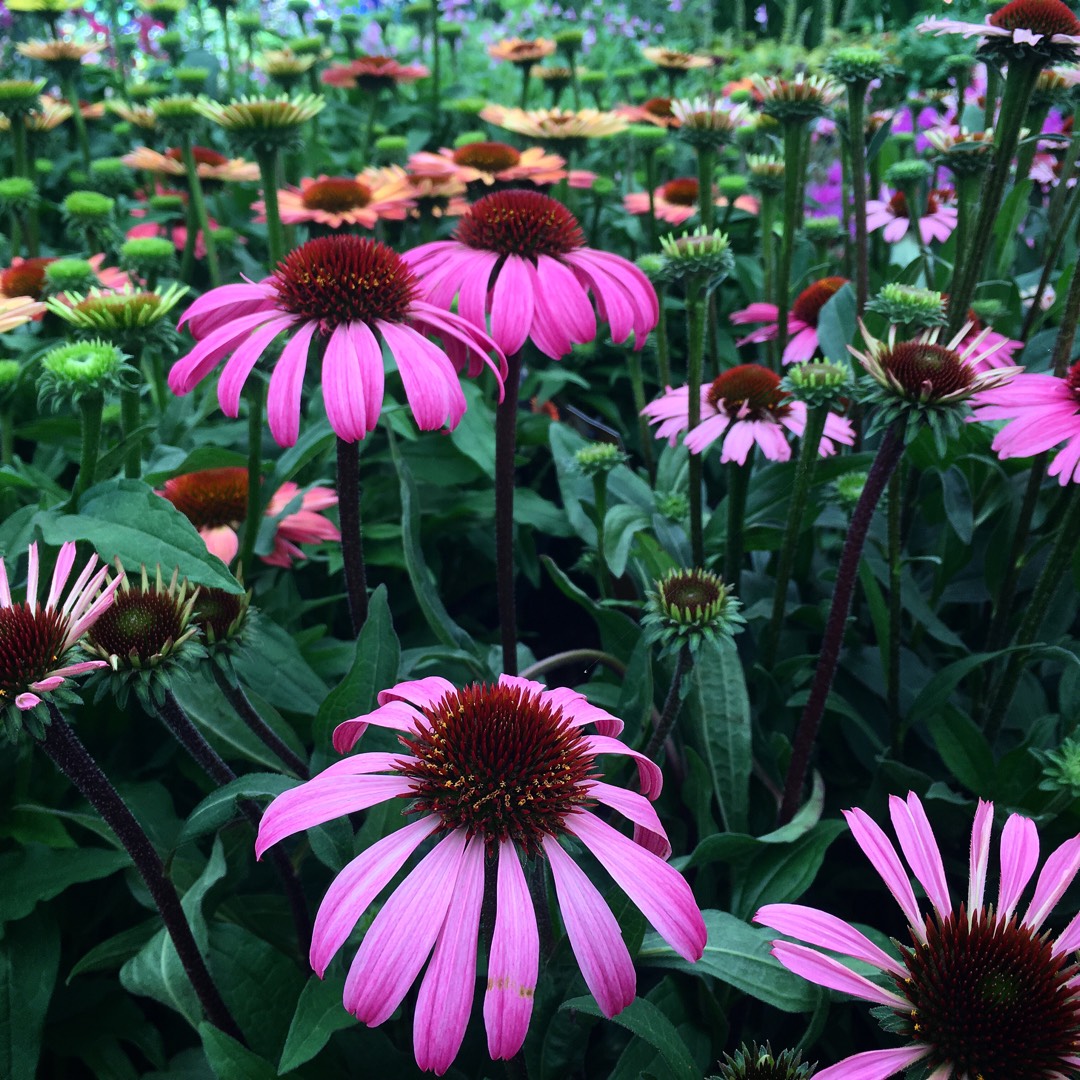 Echinacea Amazing Dream (Dream Series) in the GardenTags plant encyclopedia Coneflower Amazing Dream in the GardenTags plant encyclopedia