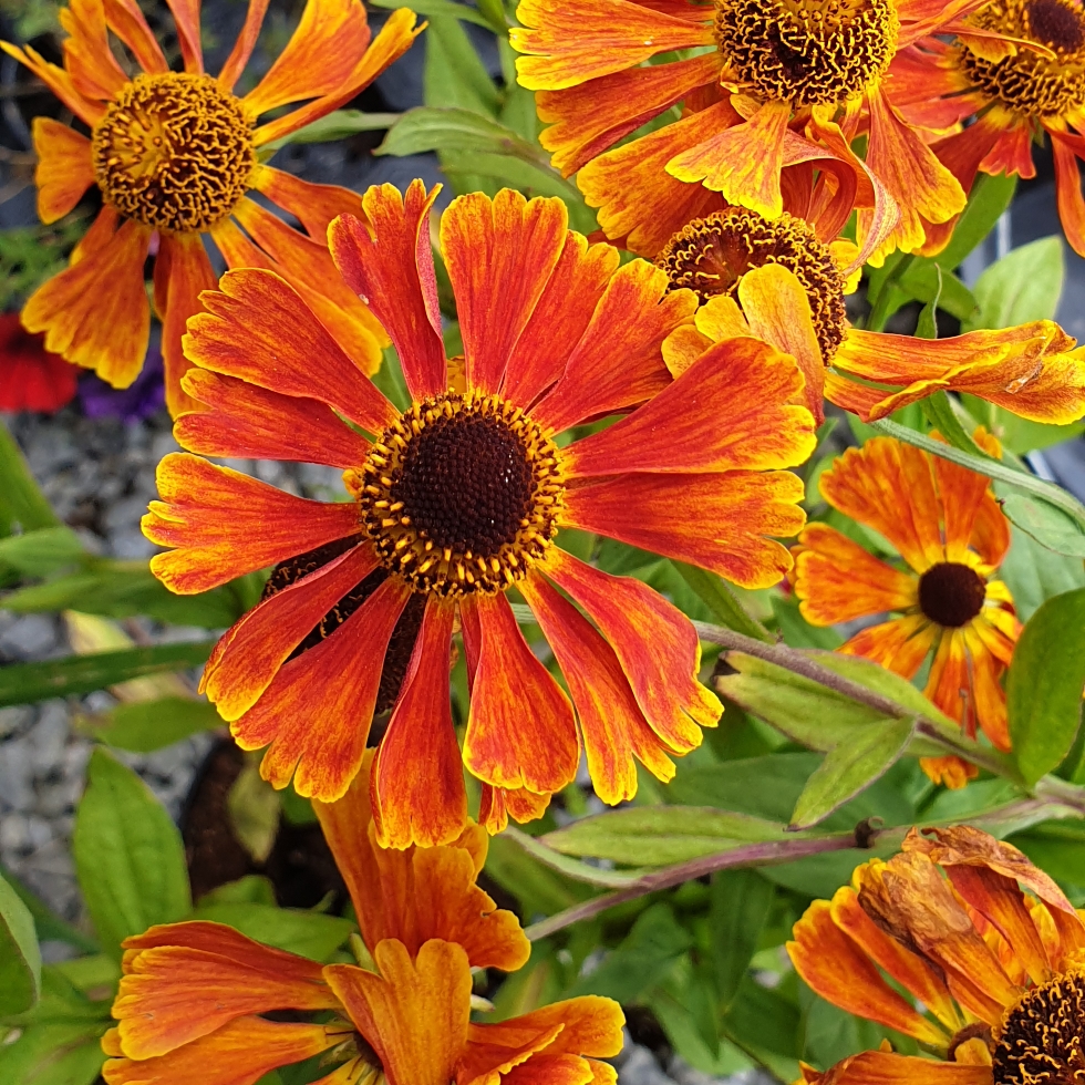 Helenium autumnale Red Jewel in the GardenTags plant encyclopedia Sneezeweed Red Jewel in the GardenTags plant encyclopedia