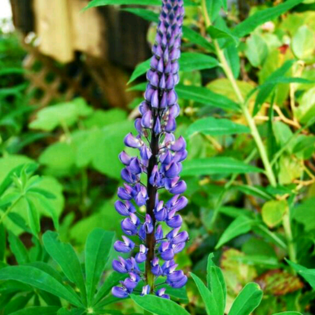 Lupinus Heathcliff Blue in the GardenTags plant encyclopedia Lupin Heathcliff Blue in the GardenTags plant encyclopedia