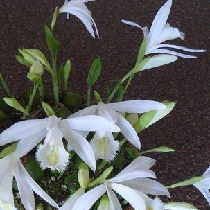 Pleione Formosana Alba in the GardenTags plant encyclopedia Windowsill Orchid in the GardenTags plant encyclopedia