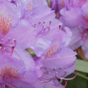 Rhododendron Catawbiense Grandiflorum in the GardenTags plant encyclopedia Rhododendron Catawbiense Grandiflorum in the GardenTags plant encyclopedia