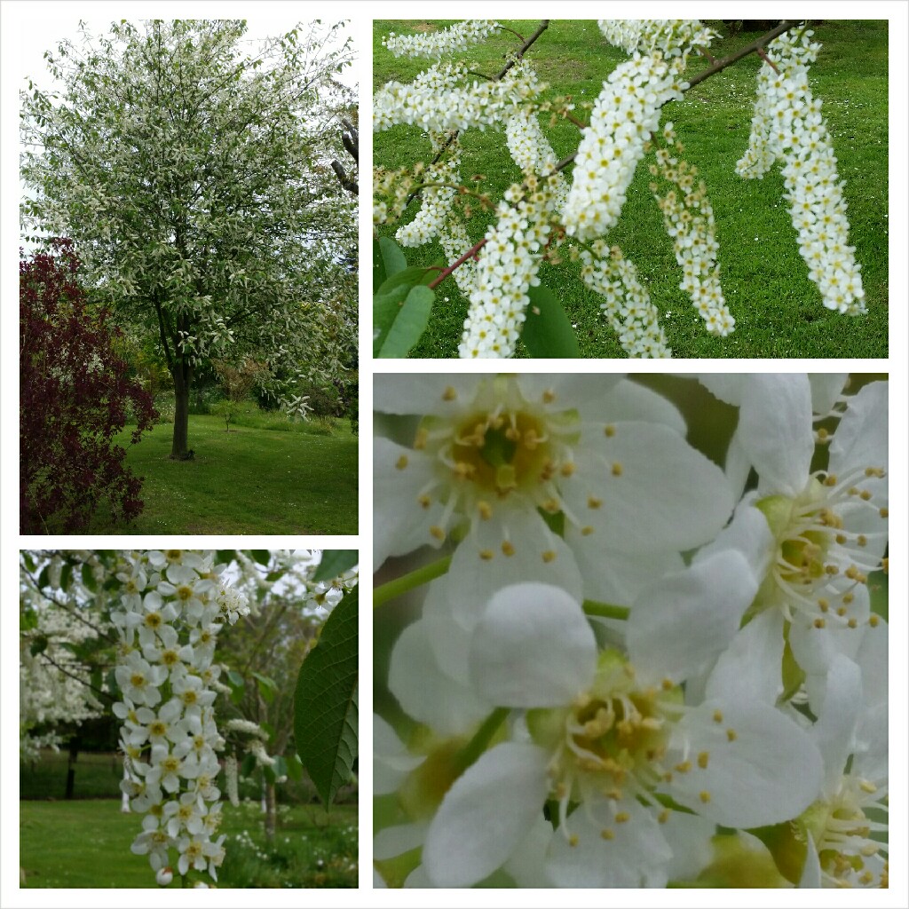 Prunus padus Watereri in the GardenTags plant encyclopedia European bird cherry in the GardenTags plant encyclopedia
