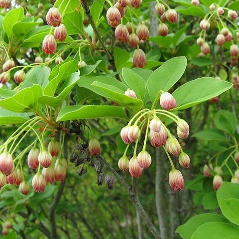 Enkianthus campanulatus in the GardenTags plant encyclopedia Redvein Enkianthus in the GardenTags plant encyclopedia