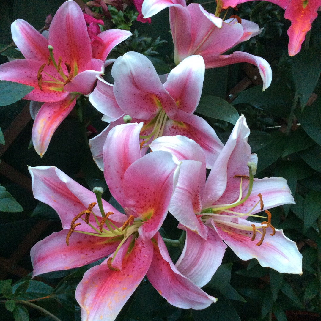 Lilium Mona Lisa in the GardenTags plant encyclopedia Lily Mona Lisa (Oriental) in the GardenTags plant encyclopedia