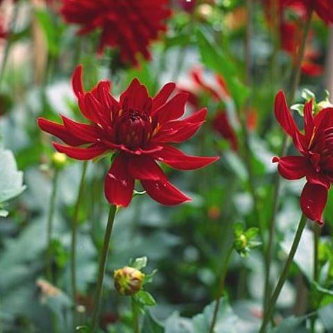 Dahlia Burning Love in the GardenTags plant encyclopedia Dahlia Burning Love (Cactus) in the GardenTags plant encyclopedia