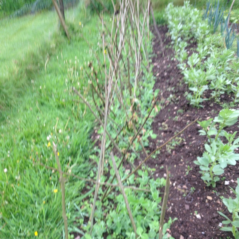 Pisum Sativum Onward in the GardenTags plant encyclopedia Pea Onward in the GardenTags plant encyclopedia