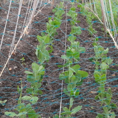 Pisum Sativum Avola in the GardenTags plant encyclopedia Pea Avola in the GardenTags plant encyclopedia
