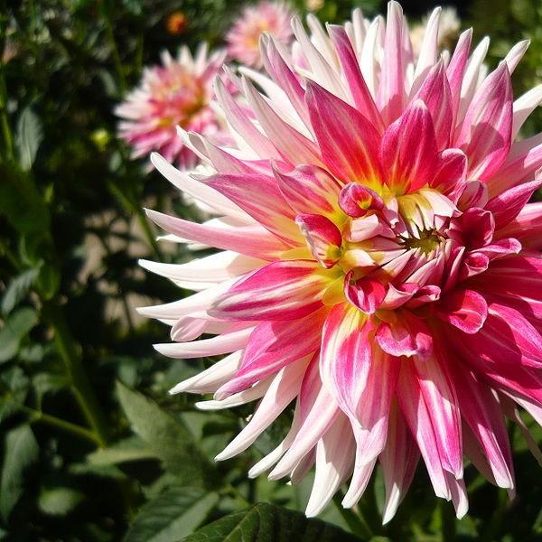 Dahlia Cha-Cha in the GardenTags plant encyclopedia Dahlia Cha-Cha (Semi-cactus) in the GardenTags plant encyclopedia
