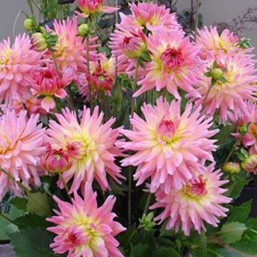 Dahlia Melody Gypsy in the GardenTags plant encyclopedia Dahlia Melody Gypsy in the GardenTags plant encyclopedia