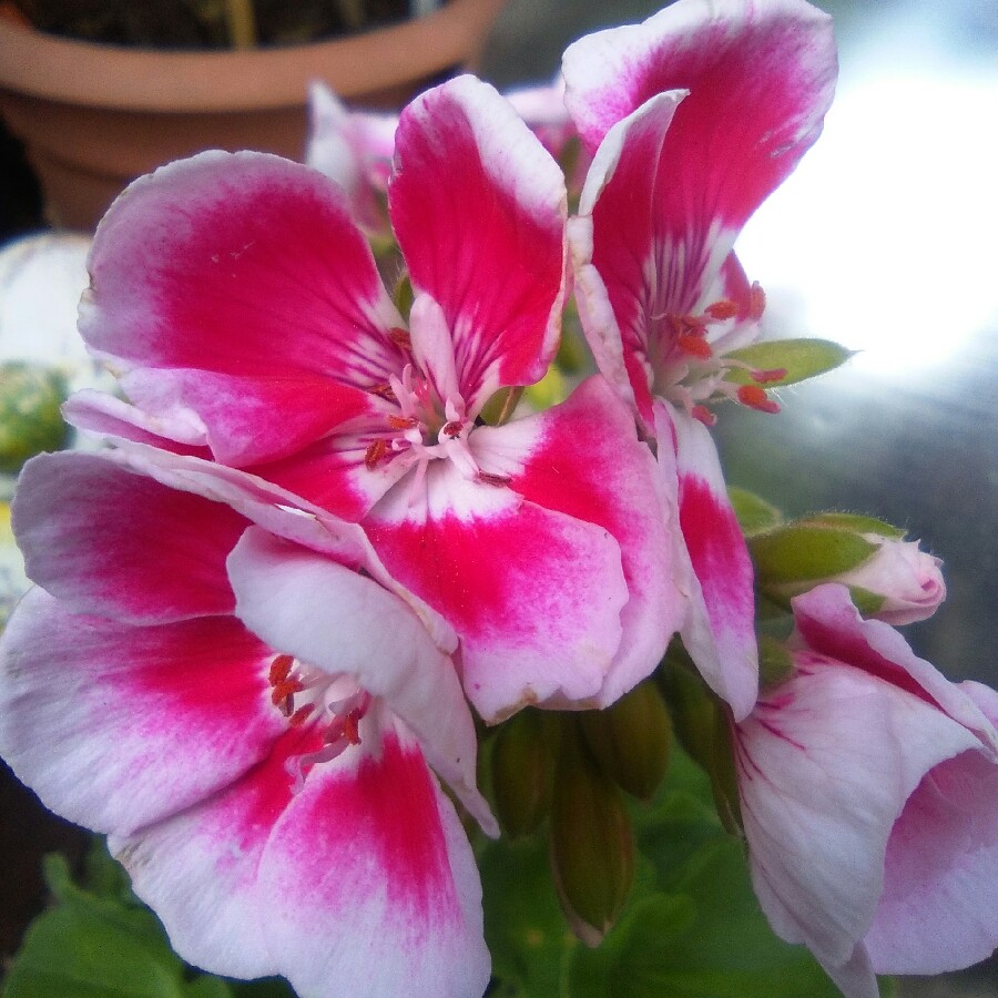 Pelargonium Grandeur Classic White Splash (Grandeur Classic Series) in the GardenTags plant encyclopedia Pelargonium Grandeur Classic White Splash (Zonal) in the GardenTags plant encyclopedia