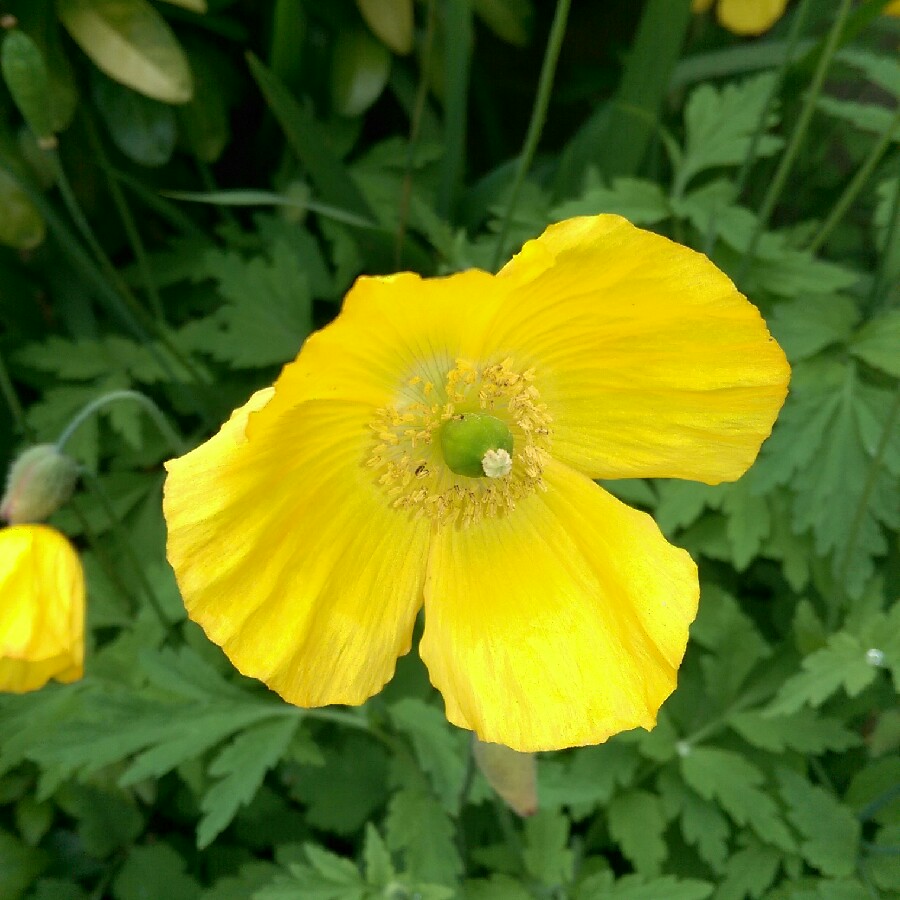 Meconopsis cambrica in the GardenTags plant encyclopedia Welsh Poppy in the GardenTags plant encyclopedia