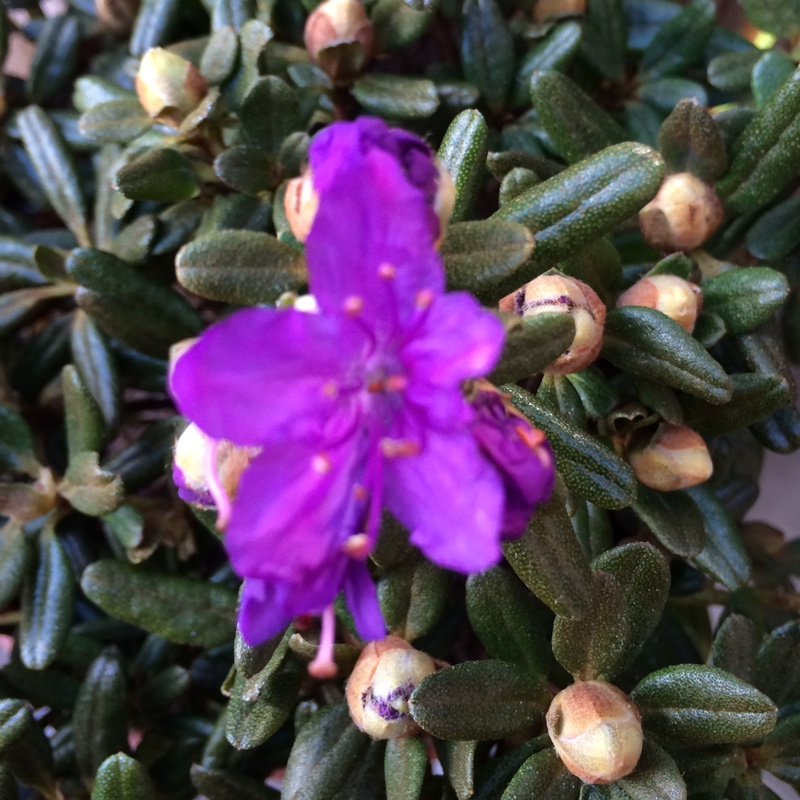 Rhododendron Purple Pillow in the GardenTags plant encyclopedia Rhododendron Purple Pillow in the GardenTags plant encyclopedia