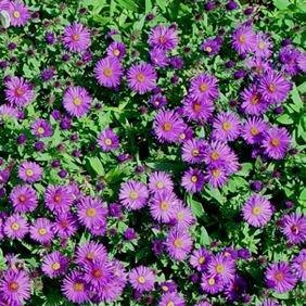 Aster novae-angliae Purple Dome in the GardenTags plant encyclopedia New England Aster Purple Dome in the GardenTags plant encyclopedia