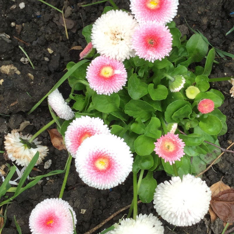 Bellis perennis Tasso Strawberries & Cream in the GardenTags plant encyclopedia Daisy Tasso Strawberries And Cream in the GardenTags plant encyclopedia