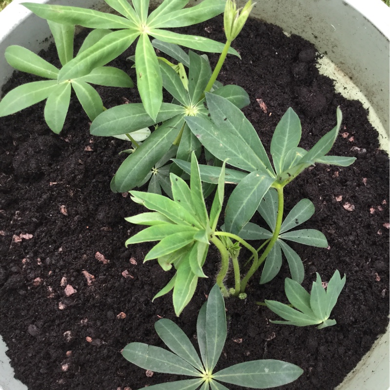 Lupinus Gallery yellow in the GardenTags plant encyclopedia Lupin Gallery Yellow in the GardenTags plant encyclopedia