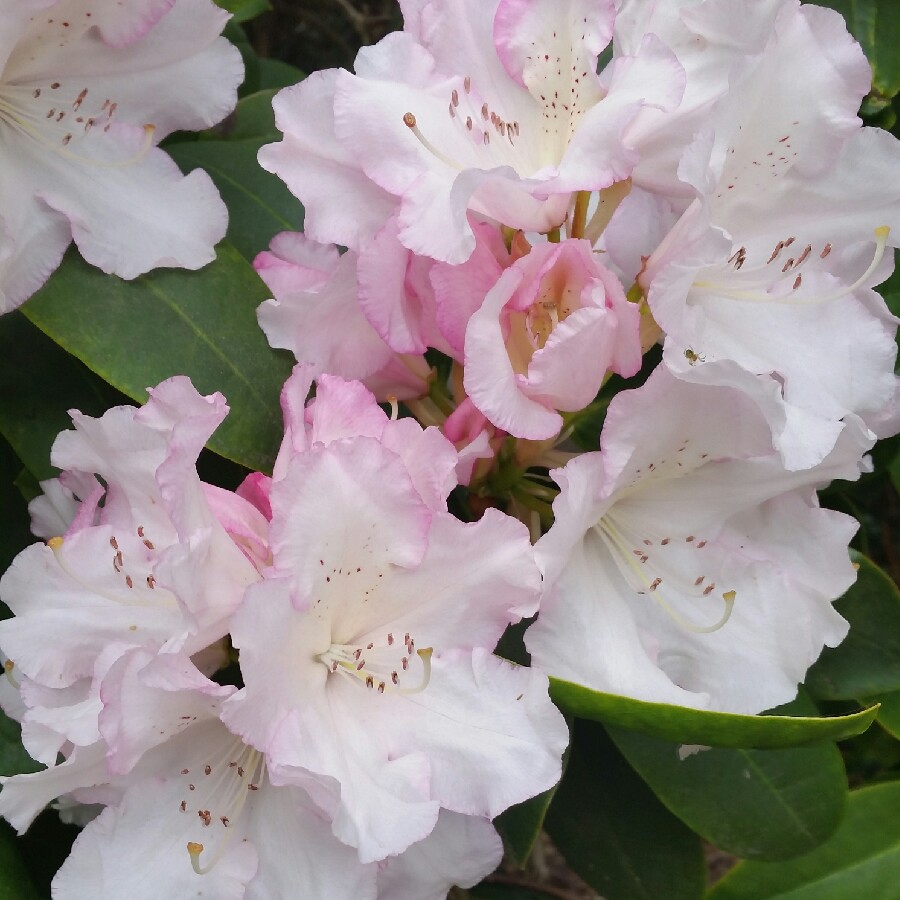 Rhododendron Yakushimanum Silver Sixpence in the GardenTags plant encyclopedia Rhododendron Silver Sixpence in the GardenTags plant encyclopedia