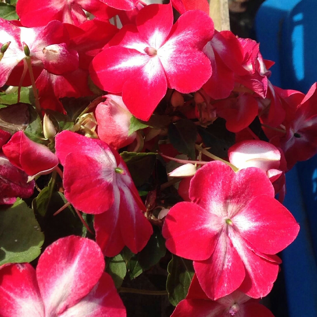 Impatiens walleriana Dezire Pink in the GardenTags plant encyclopedia Busy Lizzie Dezire Pink in the GardenTags plant encyclopedia