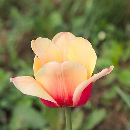 Tulipa Apricot Beauty in the GardenTags plant encyclopedia Tulip Apricot Beauty (Single Early) in the GardenTags plant encyclopedia