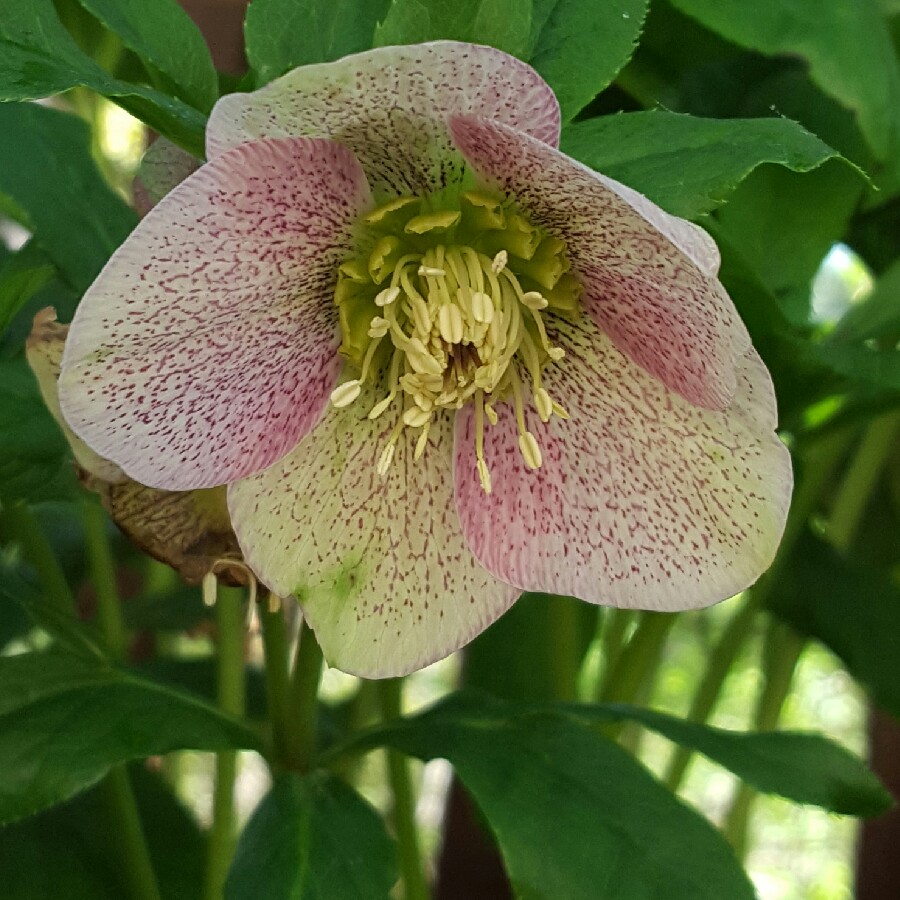 Helleborus x hybridus Winter Queen Strain in the GardenTags plant encyclopedia Hellebore Winter Queen Strain in the GardenTags plant encyclopedia