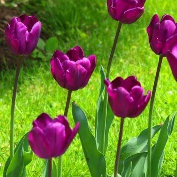 Tulipa Recreado in the GardenTags plant encyclopedia Tulip Recreado (Single Late) in the GardenTags plant encyclopedia