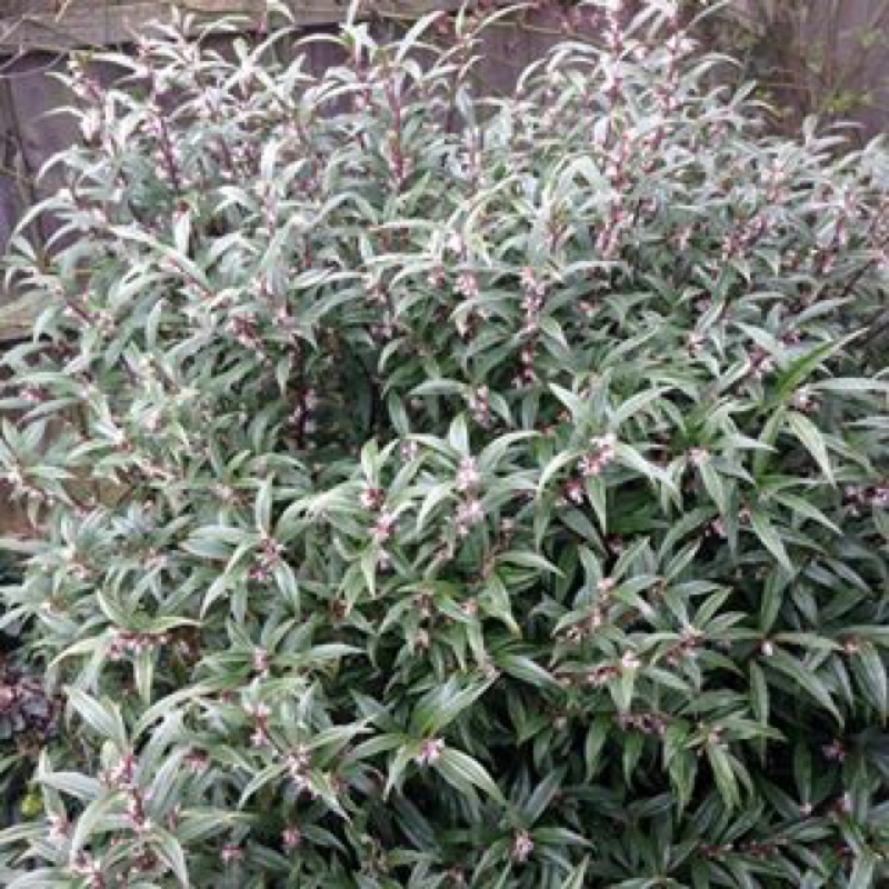 Sarcococca hookeriana var. digyna Purple Stem syn. Sarcococca hookeriana Purple Stem in the GardenTags plant encyclopedia Sweet Box Purple Stem in the GardenTags plant encyclopedia