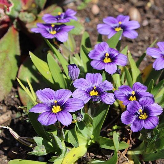 Sisyrinchium Californian Skies in the GardenTags plant encyclopedia Blue-eyed Grass Californian Skies in the GardenTags plant encyclopedia