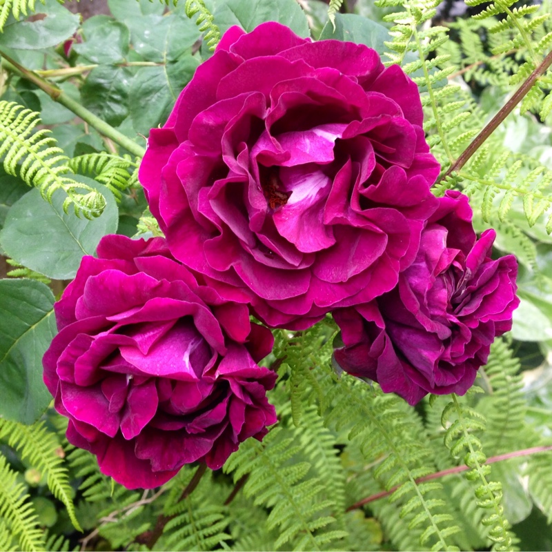 Rosa Souvenir du Docteur Jamain in the GardenTags plant encyclopedia Rose Souvenir du Docteur Jamain in the GardenTags plant encyclopedia