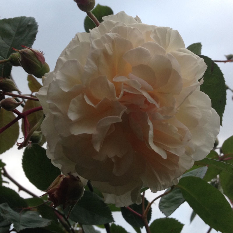 Old Rose Buff Beauty in the GardenTags plant encyclopedia