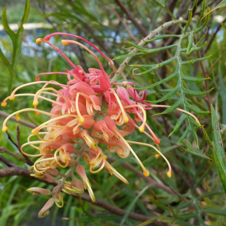 Grevillea Superb in the GardenTags plant encyclopedia Grevillea Superb in the GardenTags plant encyclopedia