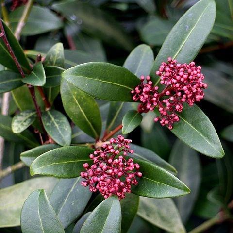Skimmia japonica Rubella in the GardenTags plant encyclopedia Japanese Skimmia Rubella in the GardenTags plant encyclopedia