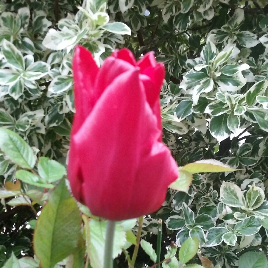 Tulipa Seadov in the GardenTags plant encyclopedia Tulip Seadov (Triumph) in the GardenTags plant encyclopedia
