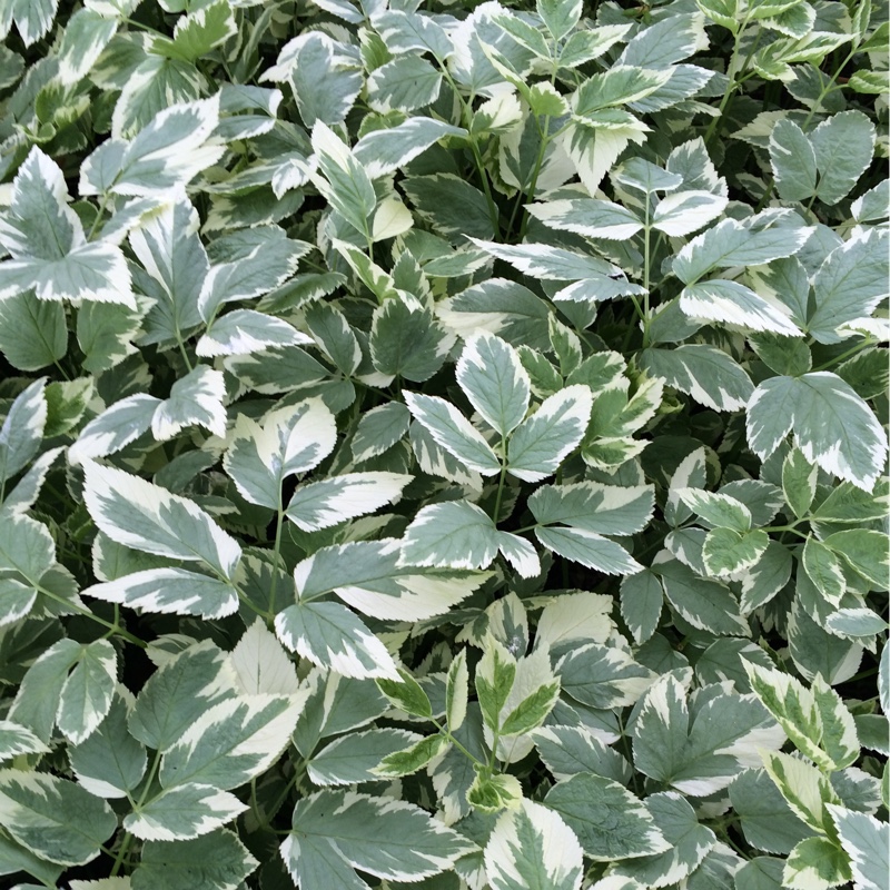 Aegopodium podagraria variegata in the GardenTags plant encyclopedia Variegated Ground Elder in the GardenTags plant encyclopedia