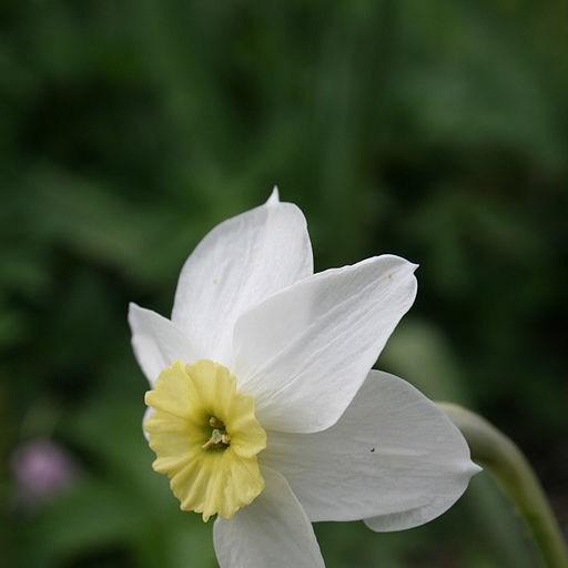 Narcissus Segovia in the GardenTags plant encyclopedia Daffodil Segovia (Small-cupped) in the GardenTags plant encyclopedia