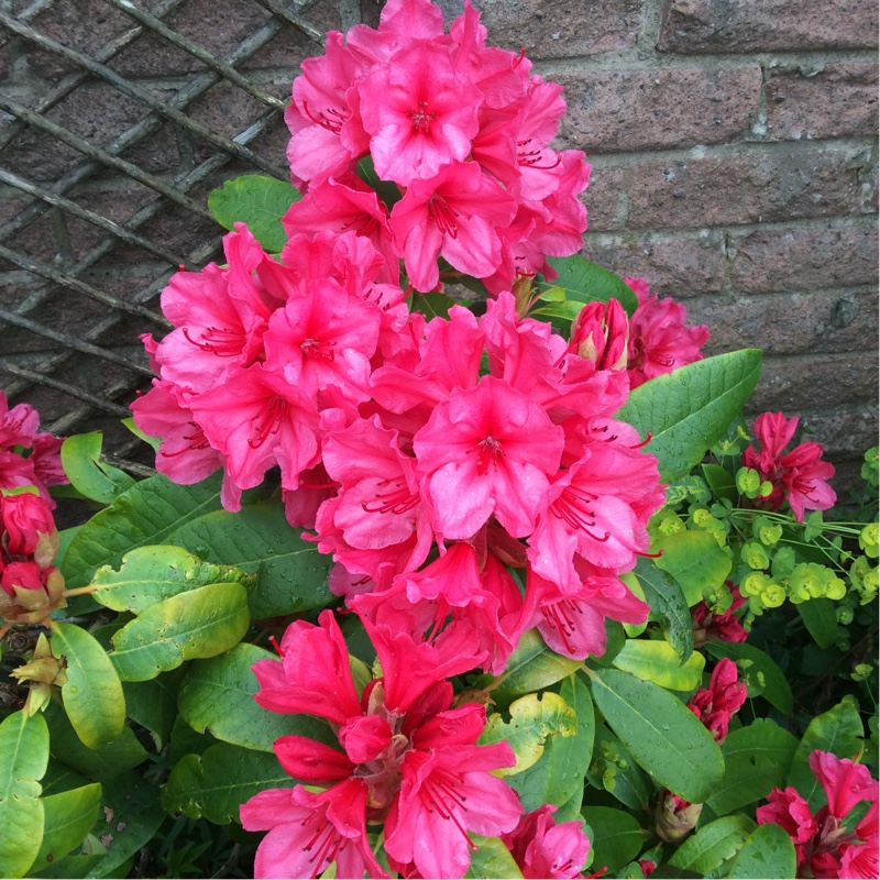 Rhododendron Cary Ann in the GardenTags plant encyclopedia Rhododendron Cary Ann in the GardenTags plant encyclopedia