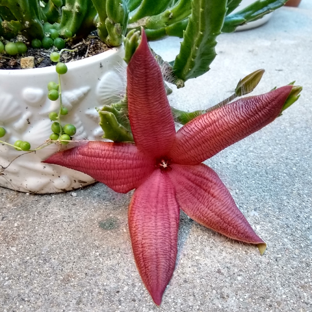 Starfish flower in the GardenTags plant encyclopedia