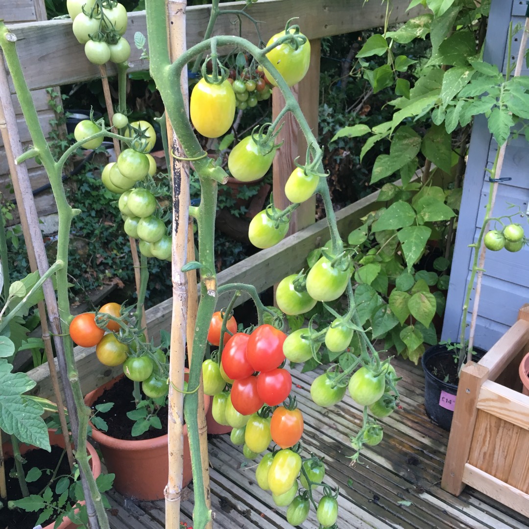 Solanum Lycopersicum Flamingo F1 in the GardenTags plant encyclopedia Tomato Flamingo F1 (Plum Tomato) in the GardenTags plant encyclopedia
