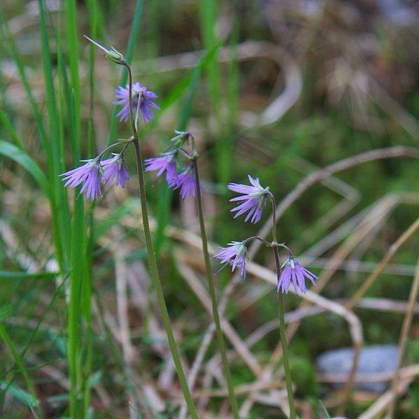 Soldanella montana in the GardenTags plant encyclopedia Alpine snowbell in the GardenTags plant encyclopedia