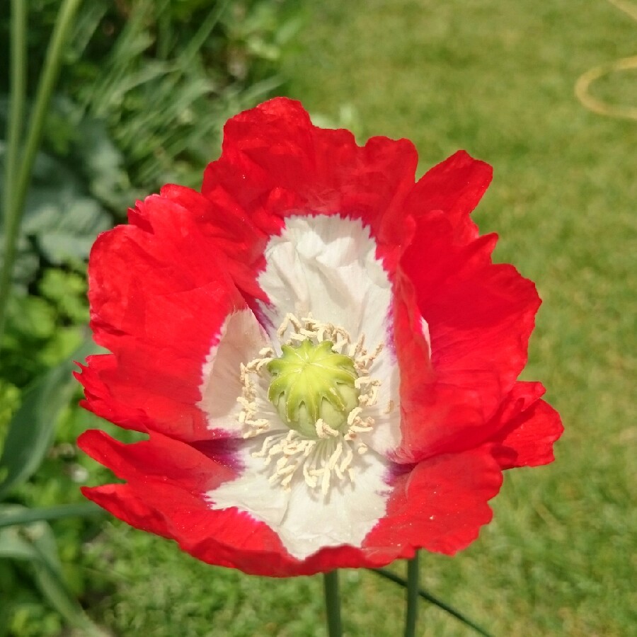 Opium Poppy Victoria Cross in the GardenTags plant encyclopedia
