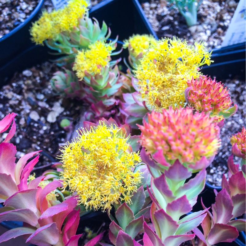 Rhodiola Rosea in the GardenTags plant encyclopedia Rhodiola Rosea in the GardenTags plant encyclopedia