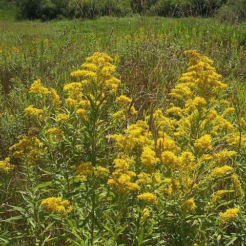 Solidago Goldenmosa in the GardenTags plant encyclopedia Goldenrod Goldenmosa in the GardenTags plant encyclopedia