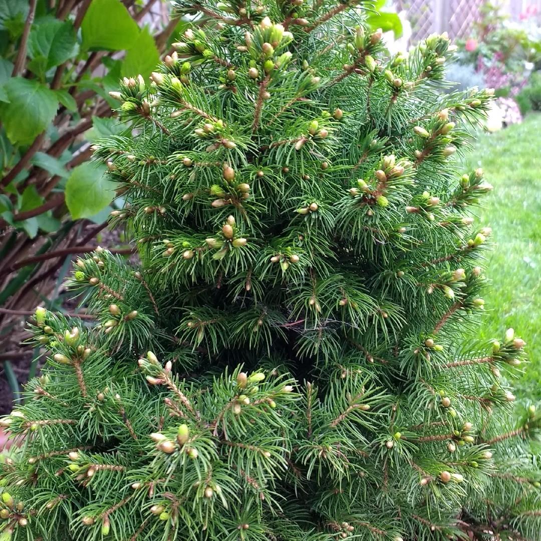 Picea glauca Pixie Dust in the GardenTags plant encyclopedia White Spruce Pixie Dust in the GardenTags plant encyclopedia