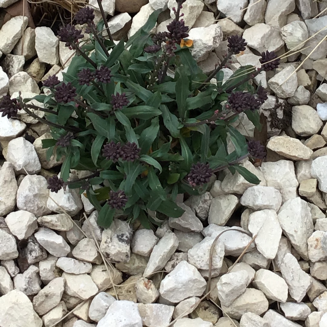 Erysimum Super Bowl Sunset in the GardenTags plant encyclopedia Wallflower Super Bowl Sunset in the GardenTags plant encyclopedia