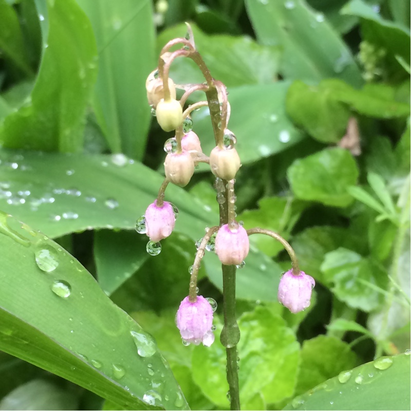 Convallaria majalis Rosea in the GardenTags plant encyclopedia Lily of the Valley Rosea in the GardenTags plant encyclopedia