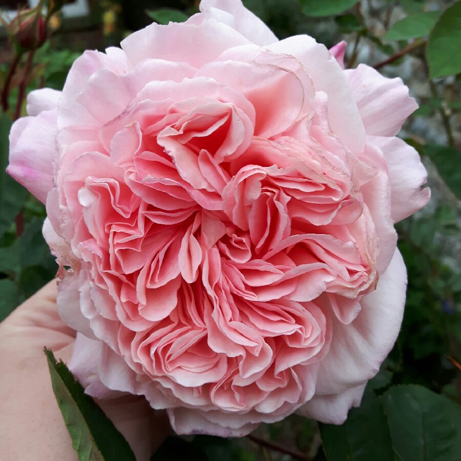 Rosa Jubilee Celebration in the GardenTags plant encyclopedia Rose Jubilee Celebration in the GardenTags plant encyclopedia